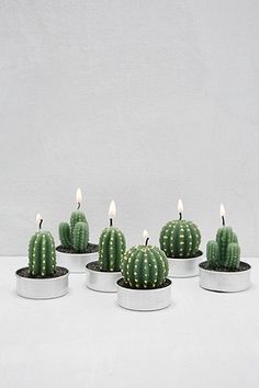 Cactus : bougies